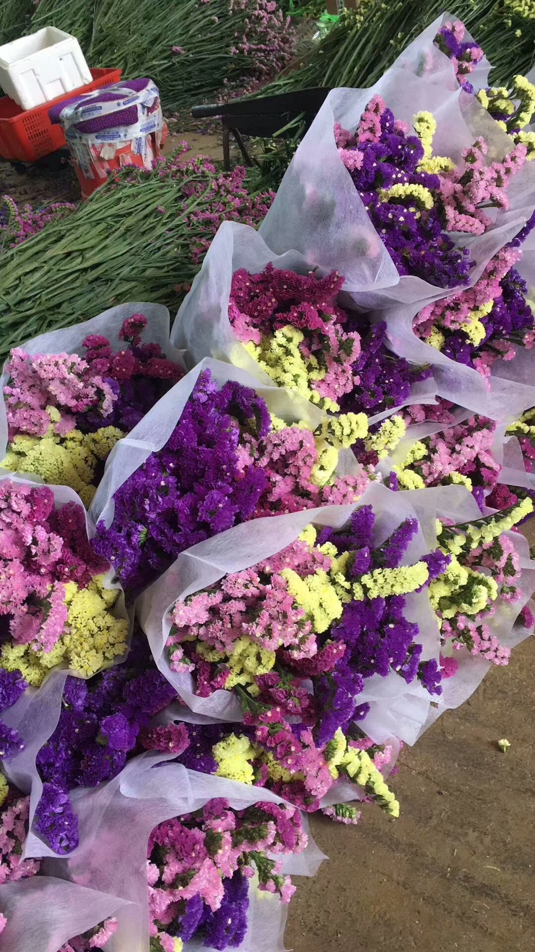 勿忘我鲜花 批发称斤天然干花 满天星情人草跑江湖地摊热销干花束