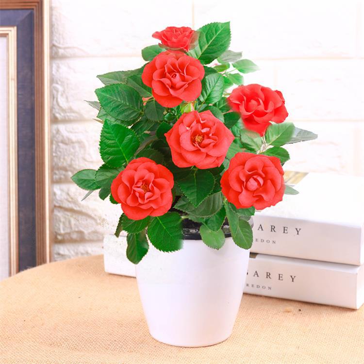 批发玫瑰花盆栽苗 迷你欧洲月季带花 室内外四季耐寒盆栽量大优惠