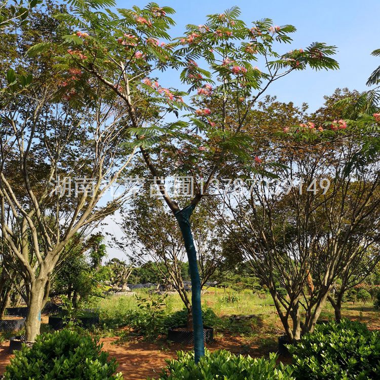 基地直销红花合欢树 绒花合欢树批发价格 合欢树采购销售 - 浏阳市