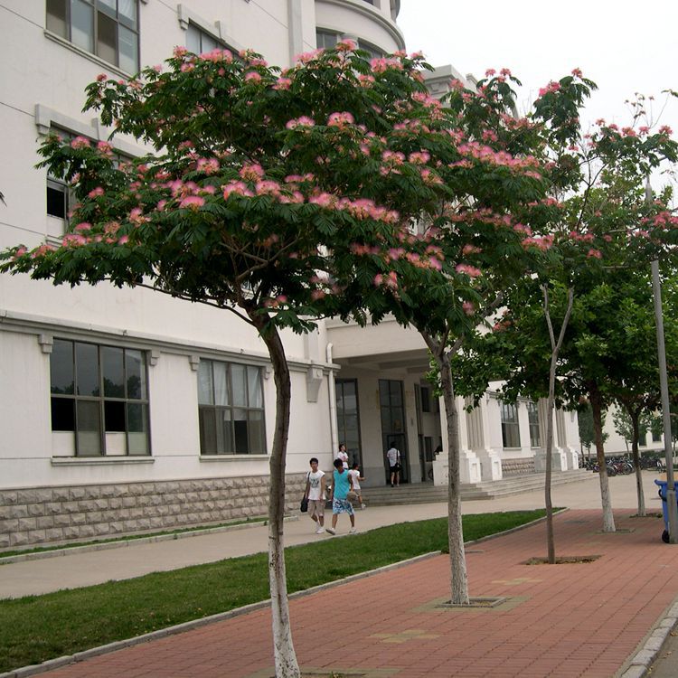 基地直销红花合欢树 绒花合欢树批发价格 合欢树采购销售 - 浏阳市