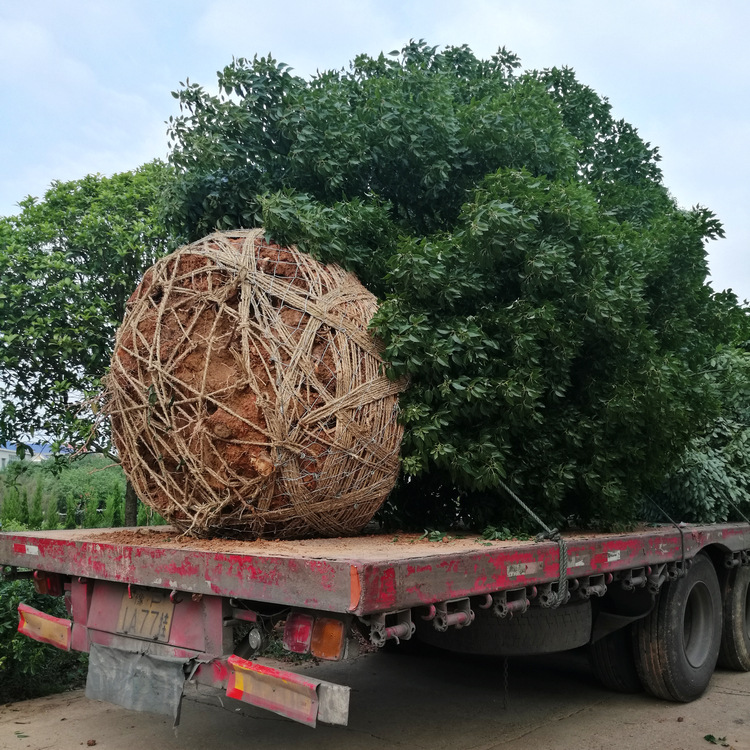 直供30cm香樟树园林绿化移栽树人行道常绿乔木景观树批发香樟大树