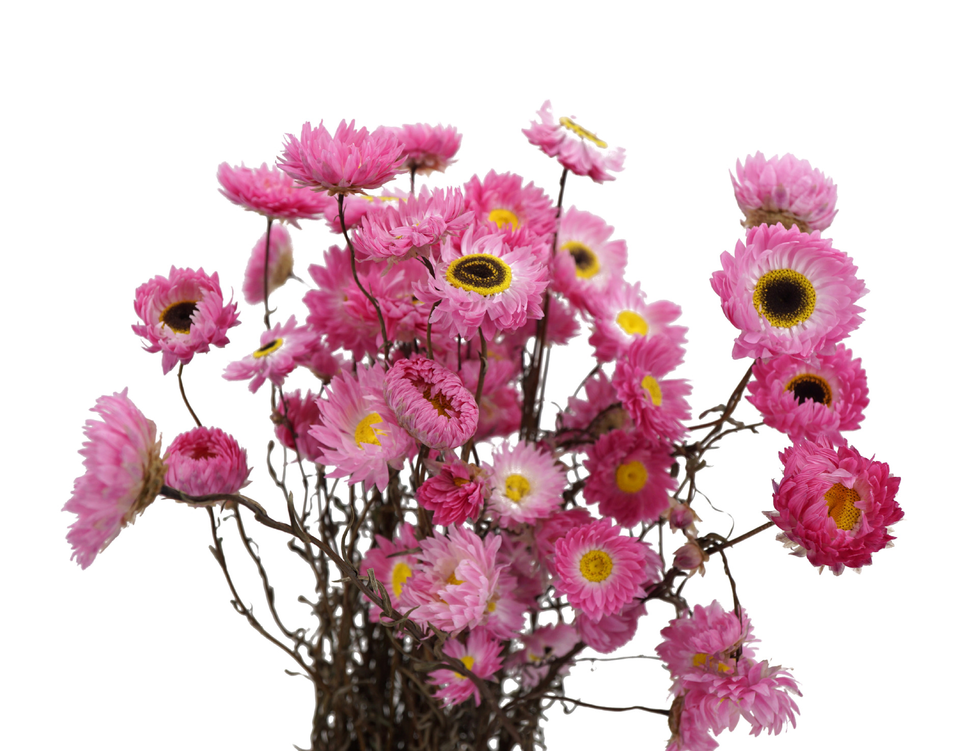 厂家直销真实干花小蜡菊 大力菊 太阳菊 神秘菊家居装饰配材 - 中国